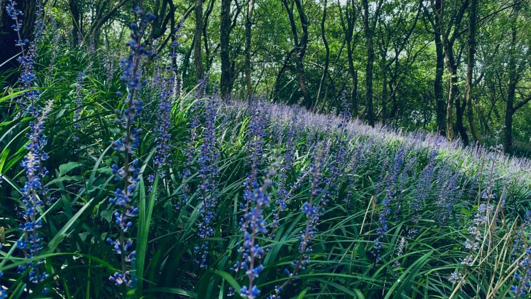 八公山風(fēng)景區紫色花海