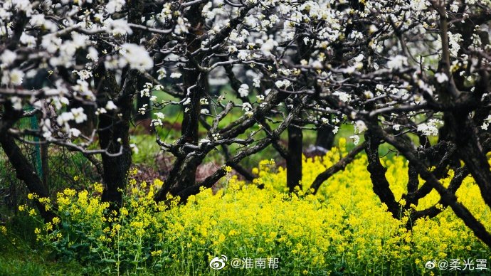 【圖說(shuō)淮南】——淮南春天里的樹(shù)景