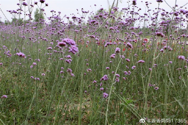 【圖說(shuō)淮南】——初夏的氣息