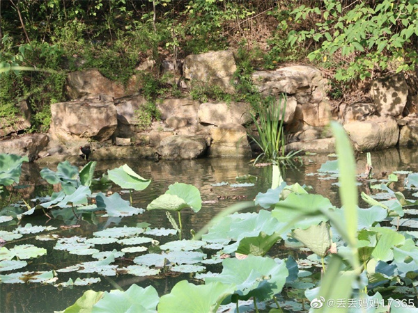 【圖說(shuō)淮南】——淮南龍湖公園的夏景是什么樣的？