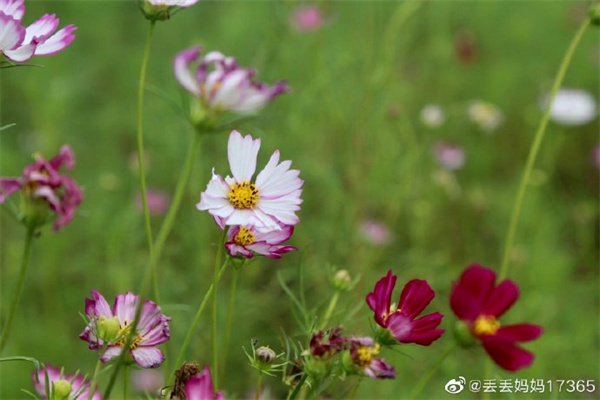 【圖說淮南】——秋日下的花