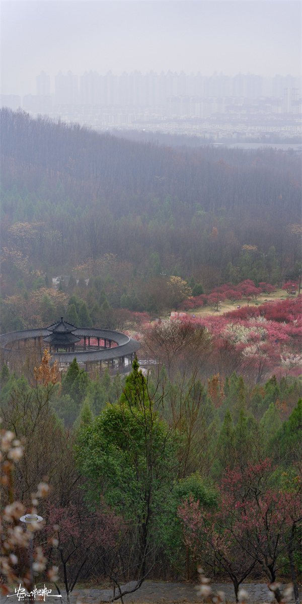 【圖說淮南】——山南梅園 雨夾雪的三月三日