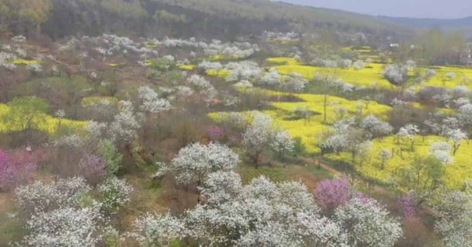 淮南八公山漫山花開(kāi)